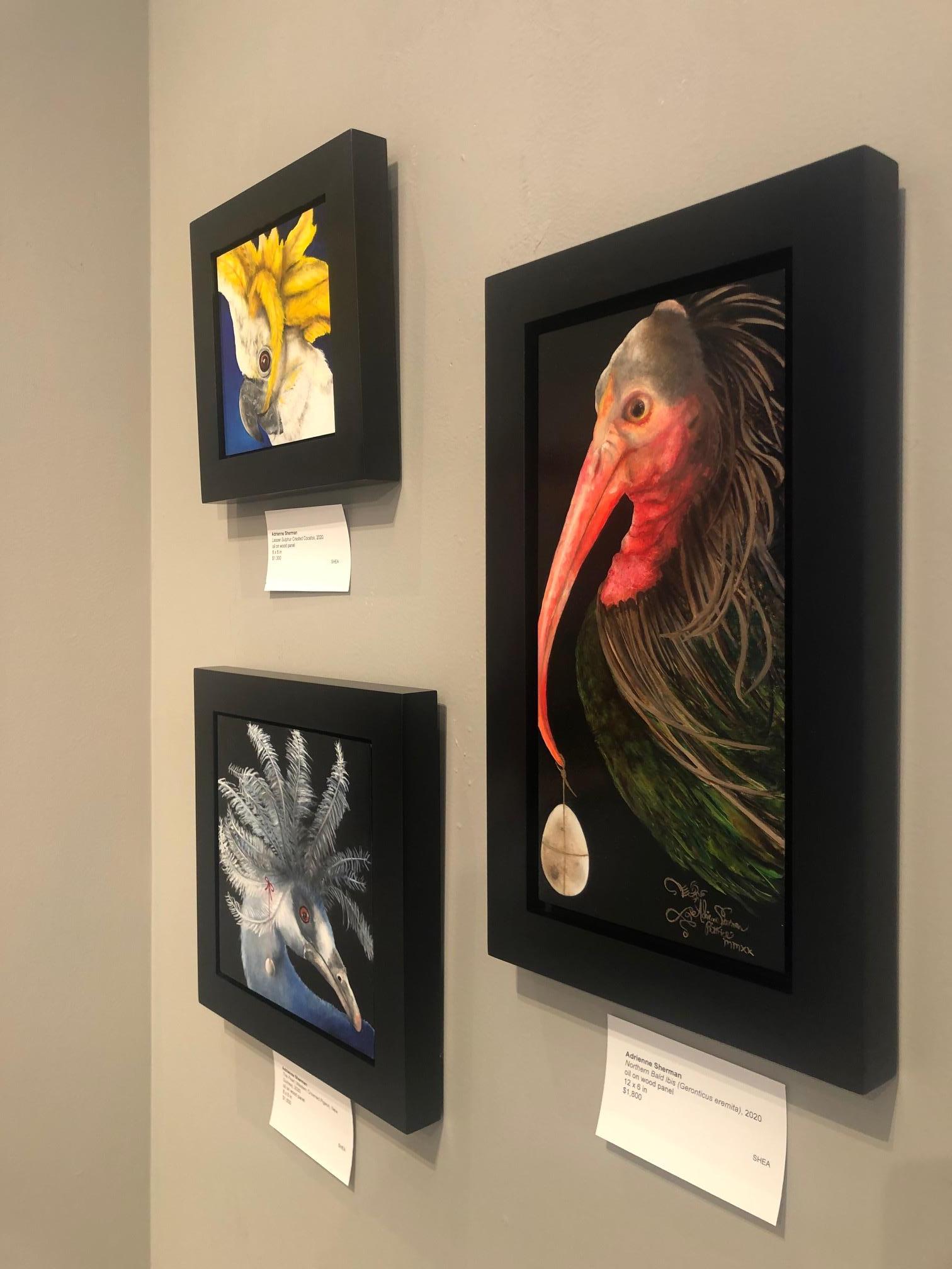 Il dipinto originale di Adrienne Sherman, realizzato a olio su tavola con una lucentezza simile alla lacca e raffigurante il cacatua sulfureo minore, misura 6 x 6 pollici ed è incorniciato professionalmente in legno scuro con una dimensione esterna