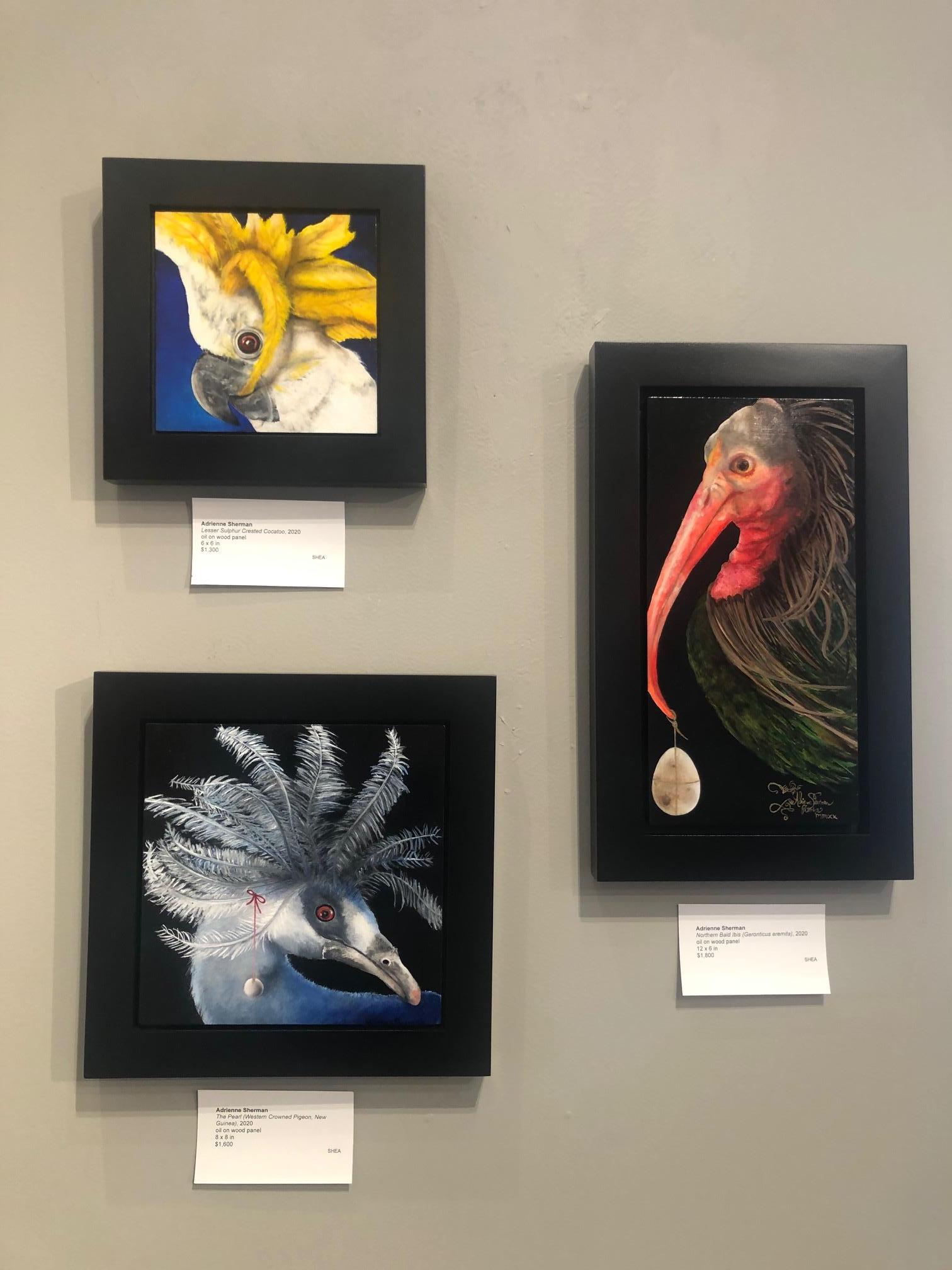 Ibis Calvo Septentrional (Geronticus eremita) - Still-Life Painting Negro de Adrienne Sherman