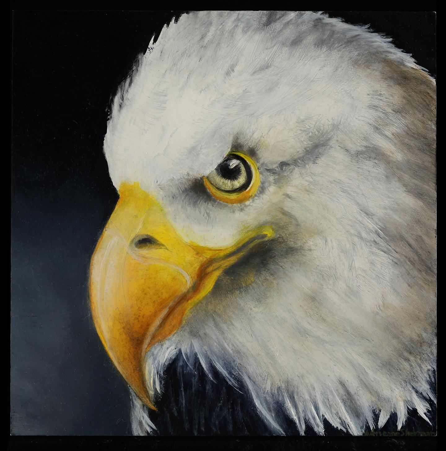 Saved  (American Bald Eagle)