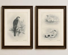 Adult Sparrowhawk and Chicks Antique Bird Prints, Set of Two, circa 1908