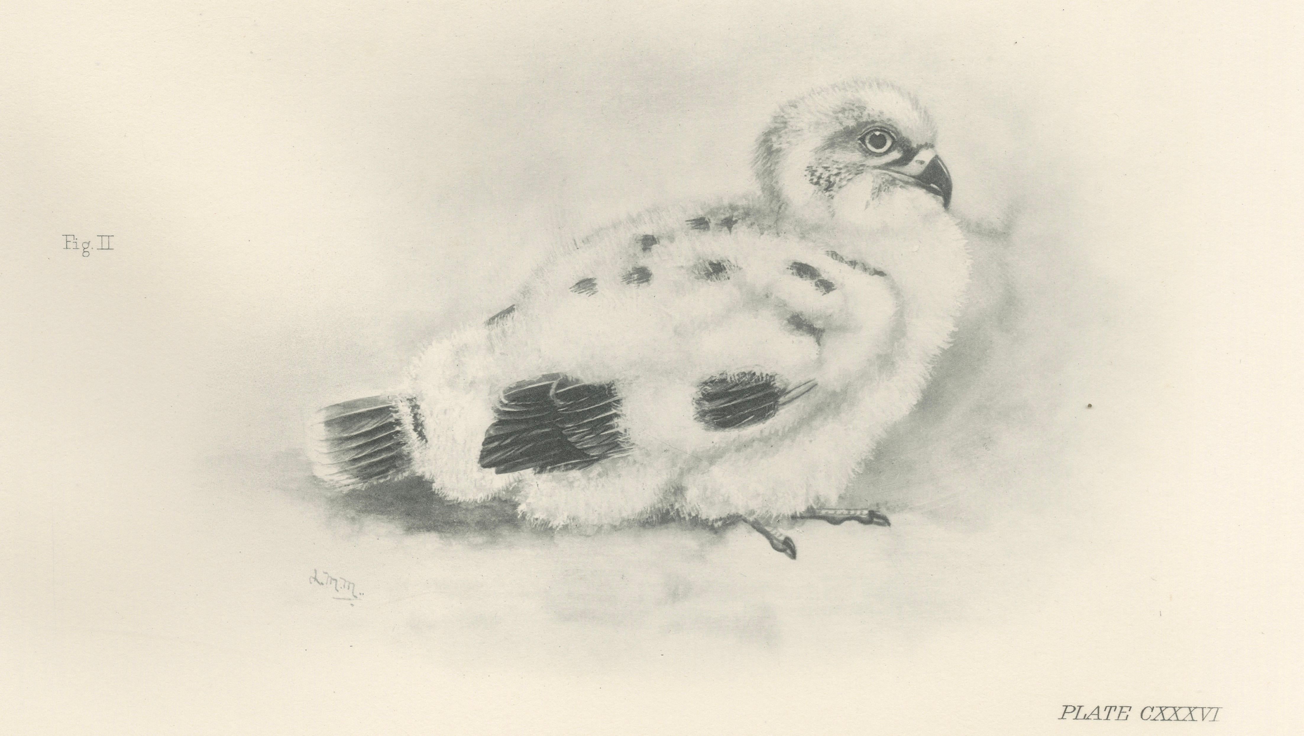 Adult Sparrowhawk and Chicks Antique Bird Prints, Set of Two, circa 1908