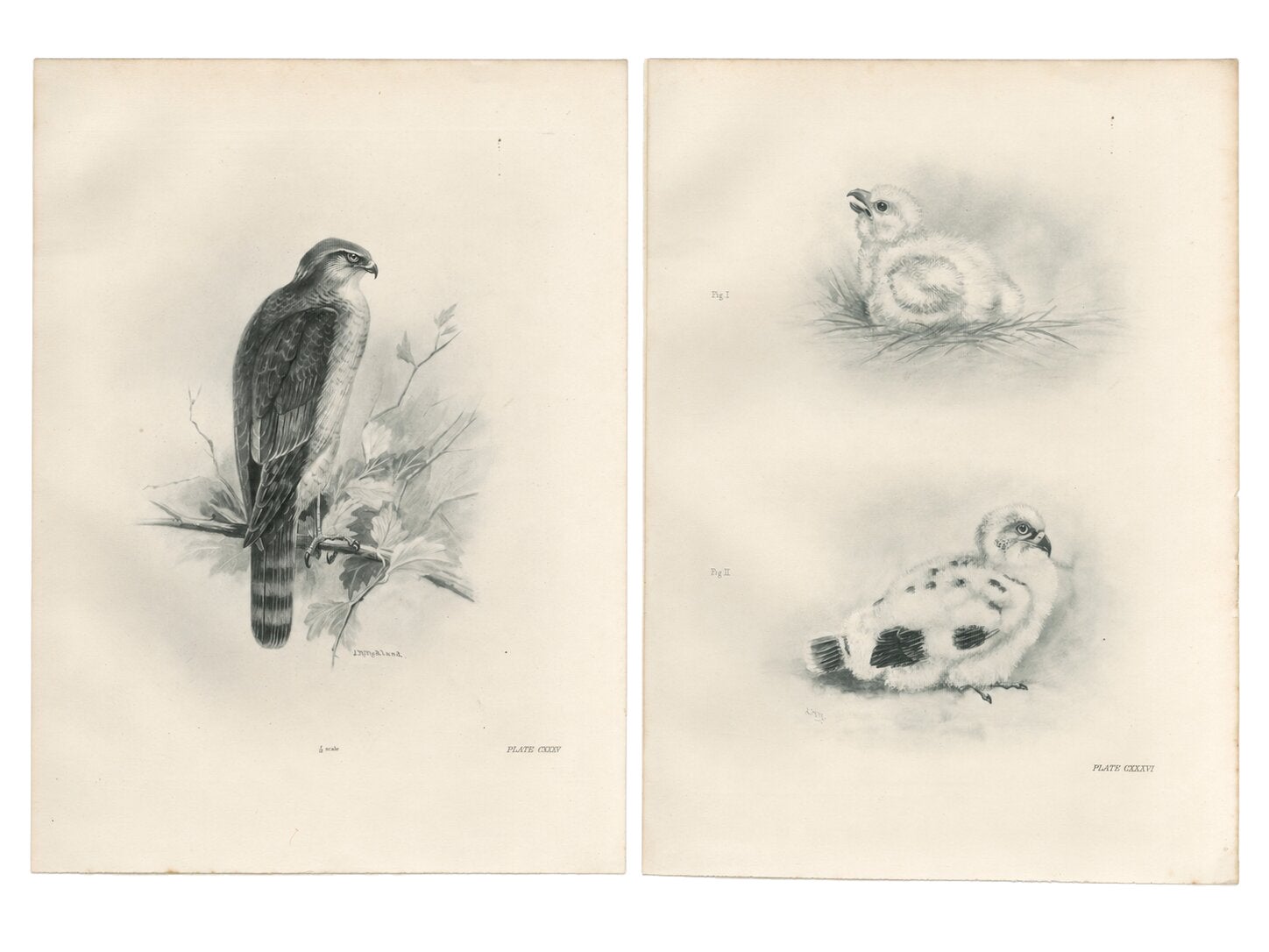 Adult Sparrowhawk and Chicks Antique Bird Prints, Set of Two, circa 1908