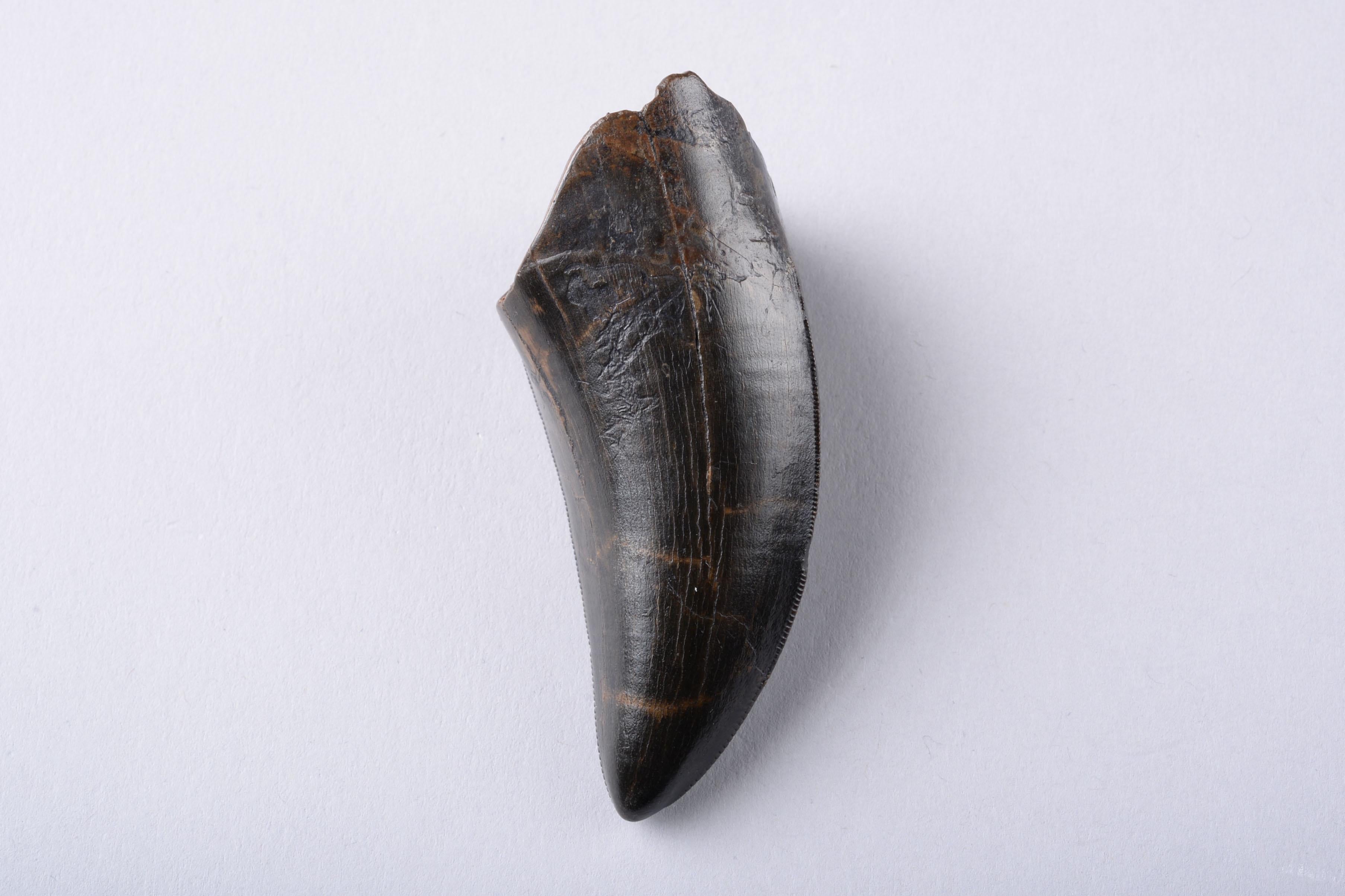 Adult T. Rex Rex Tooth - Tyrannosaurus Fossil 2