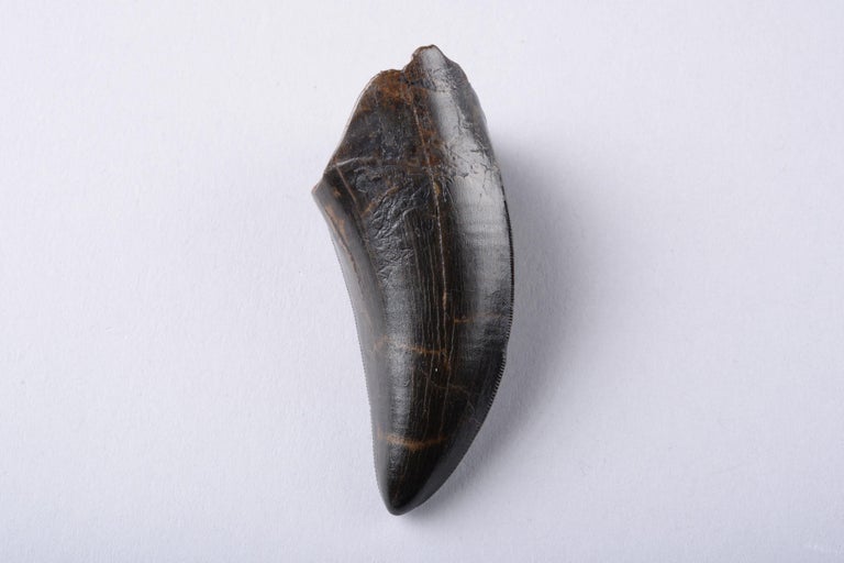 tyrannosaurus rex tooth fossil for sale