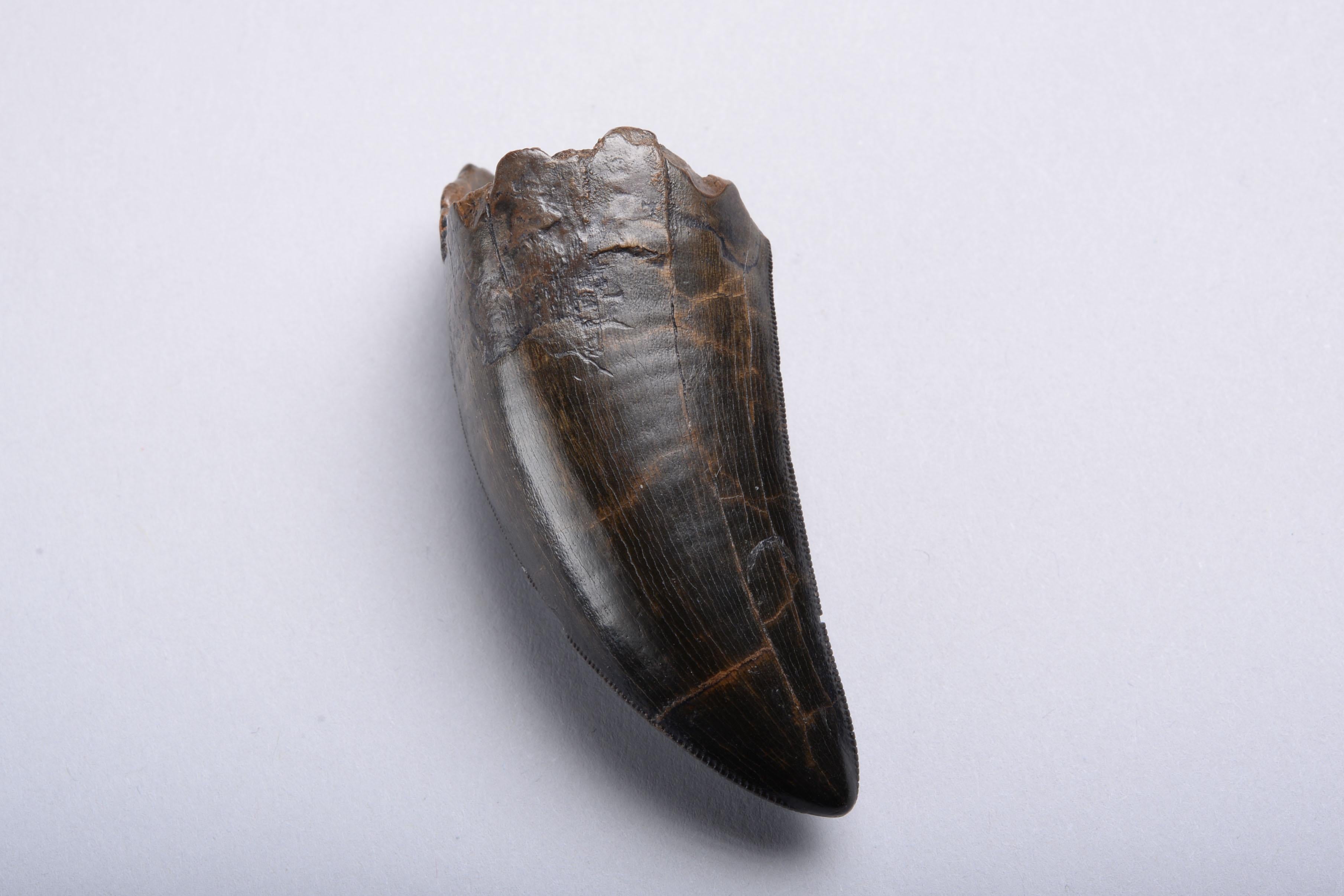 The tooth of an adult Tyrannosaurus Rex, dating to the Late Cretaceous, approximately 67 million years ago. Found on private land, Hell Creek Formation, Powder River County, Montana.

A large, beautifully preserved maxillary tooth, with
