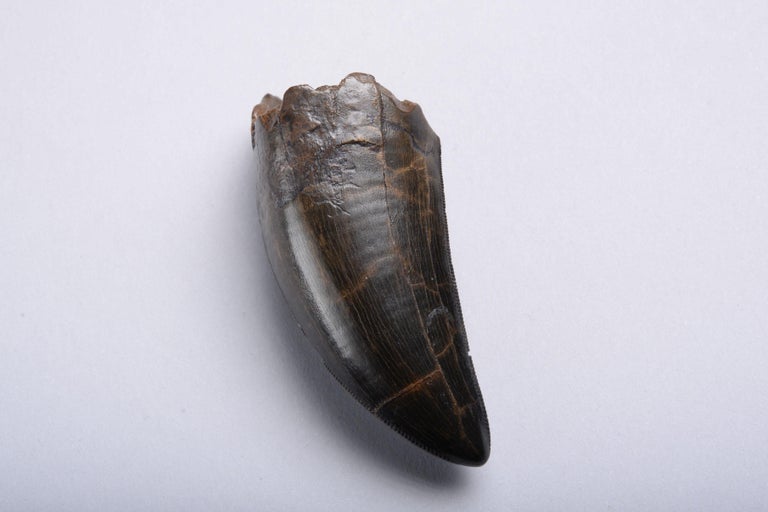 tyrannosaurus rex fossil for sale