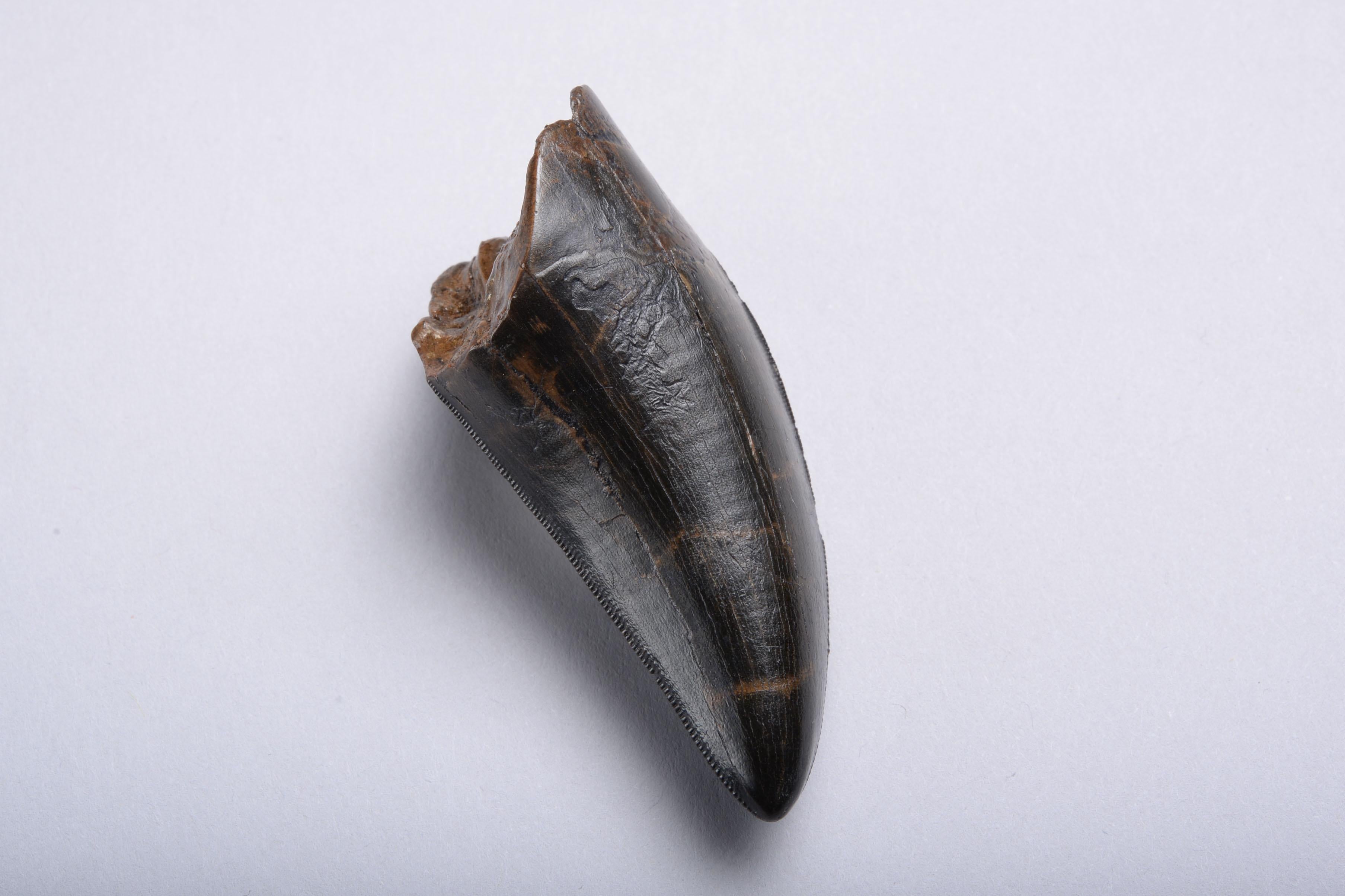 tyrannosaurus rex tooth for sale