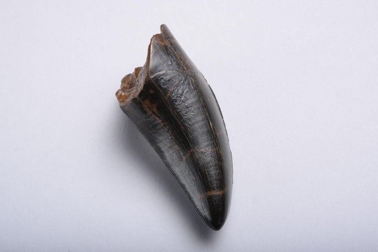 tyrannosaurus rex tooth fossil for sale