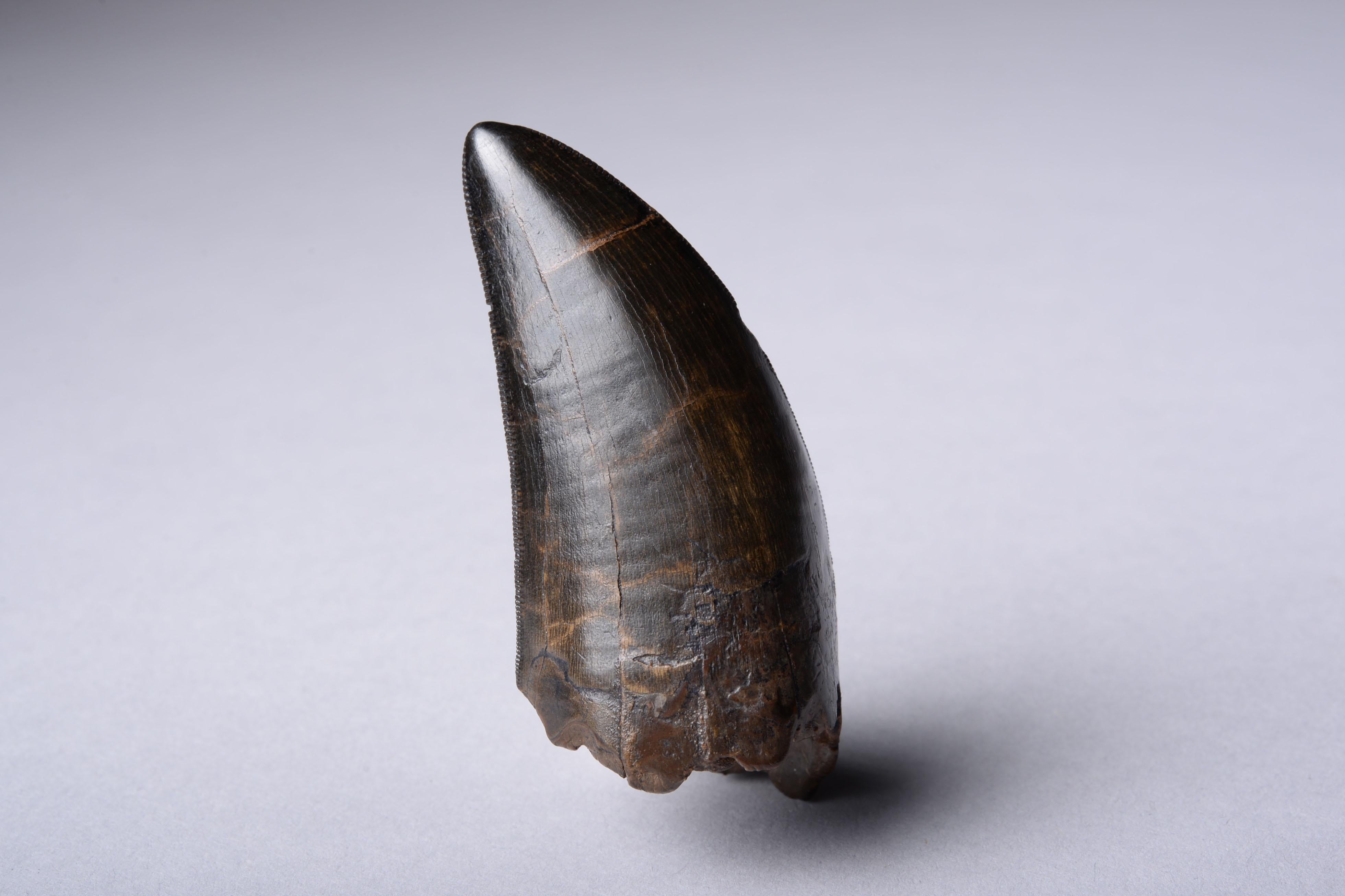 18th Century and Earlier Adult T. Rex Rex Tooth - Tyrannosaurus Fossil