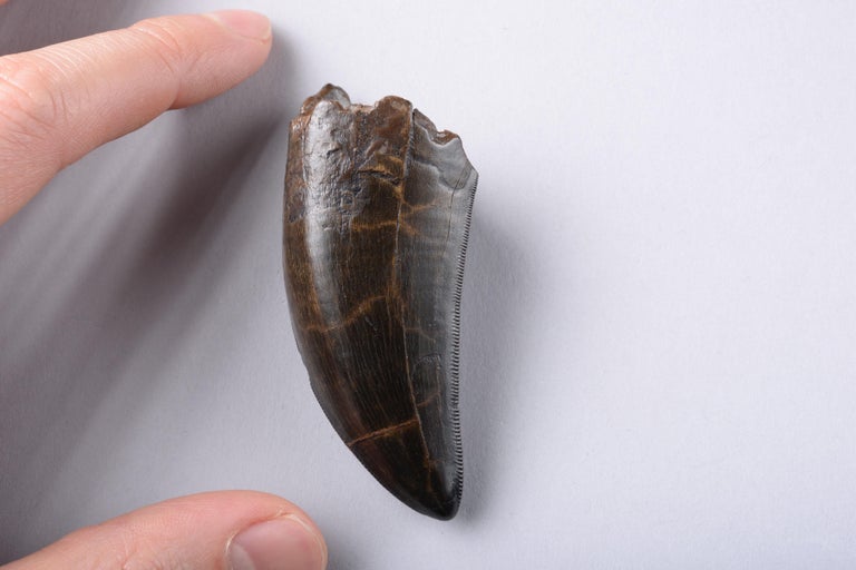 tyrannosaurus rex tooth fossil for sale