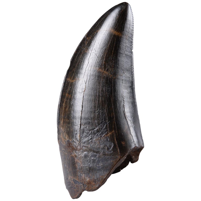 real t rex tooth fossil for sale