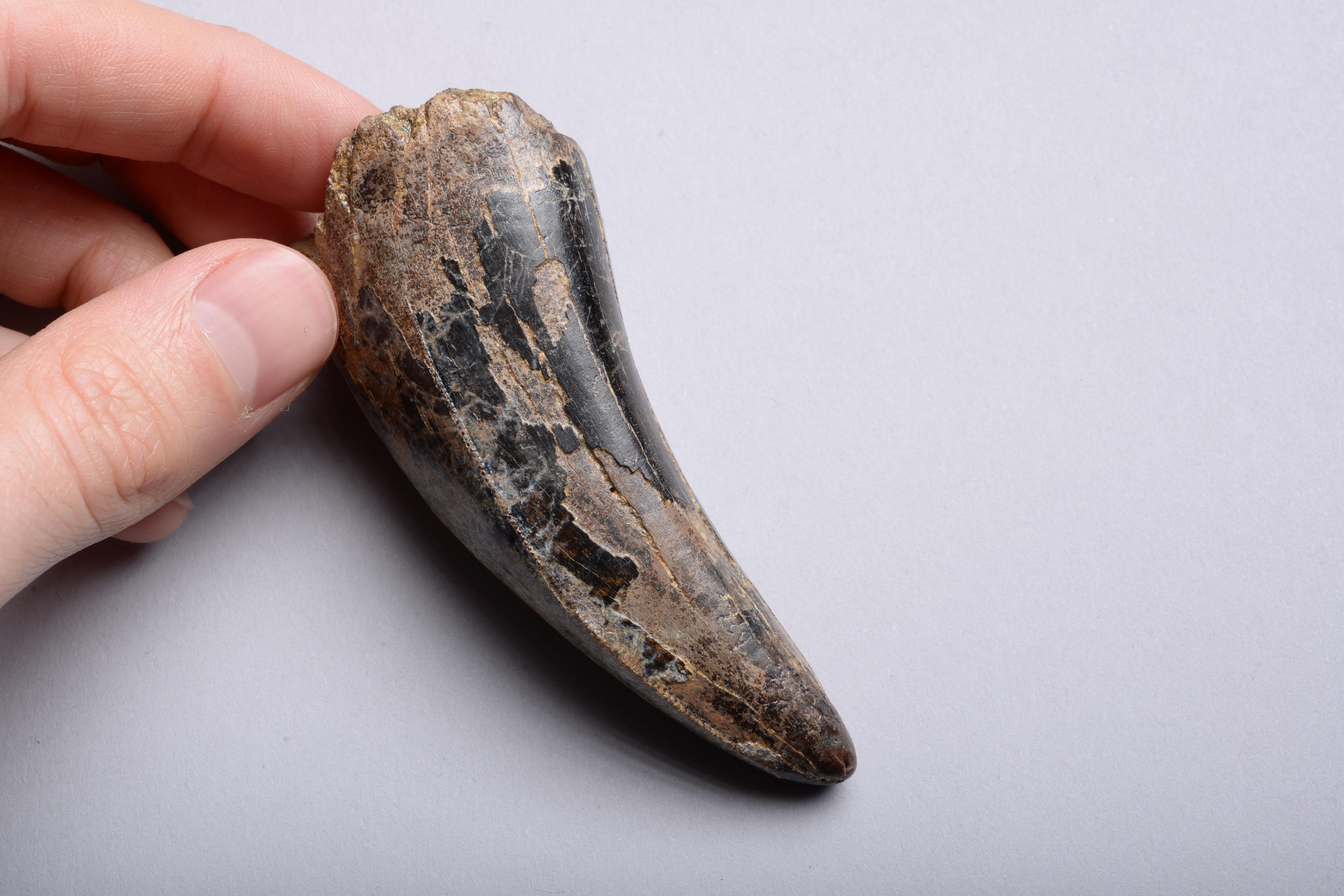 The tooth of an adult Tyrannosaurus Rex, dating to the Late Cretaceous, approximately 67 million years ago. Found on private land, Hell Creek Formation, Carter County, Montana.

A large, well preserved maxillary tooth, with beautiful mottled