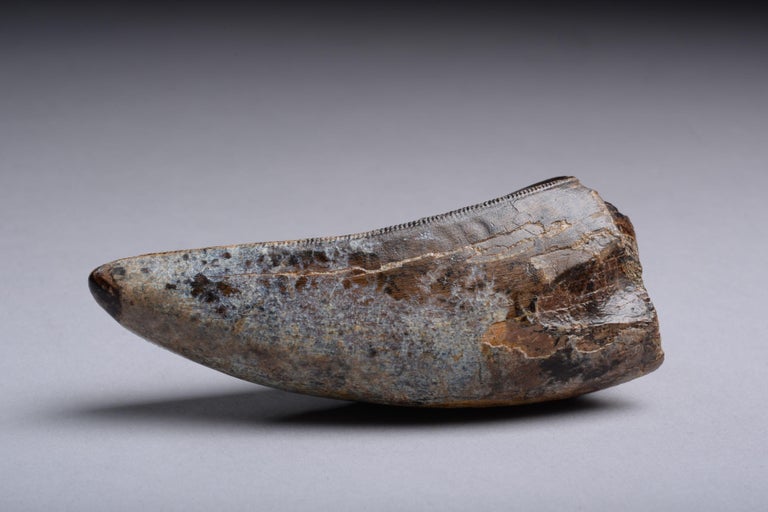 tyrannosaurus rex tooth fossil for sale