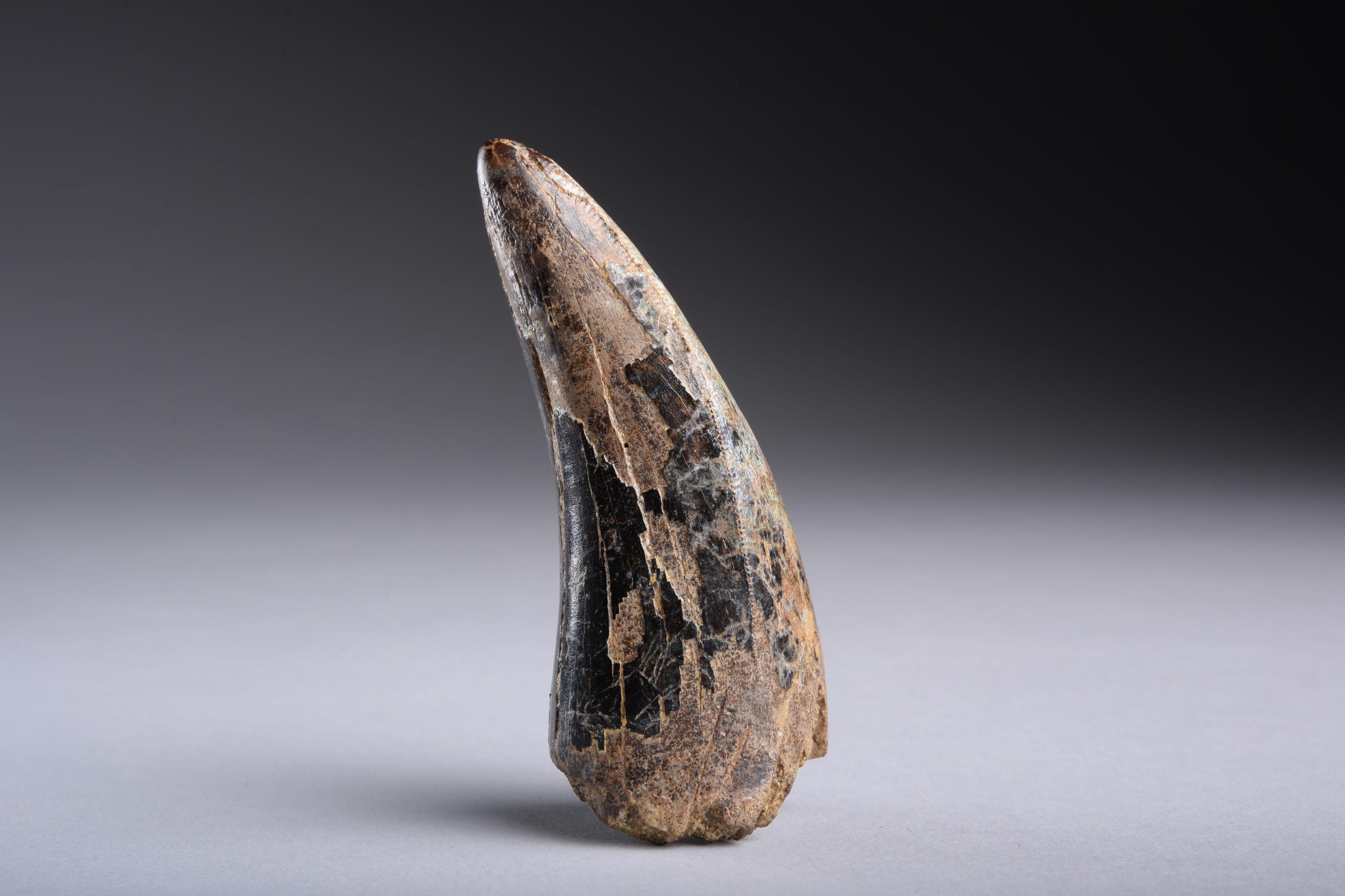 t rex tooth for sale