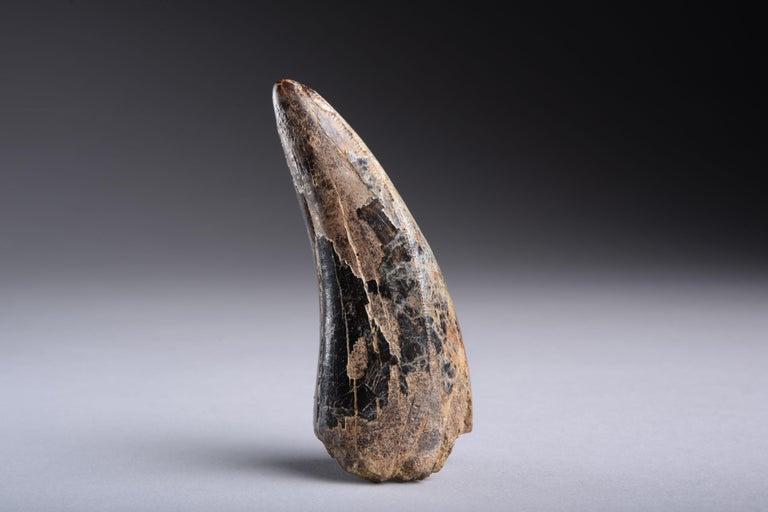 tyrannosaurus rex tooth fossil for sale