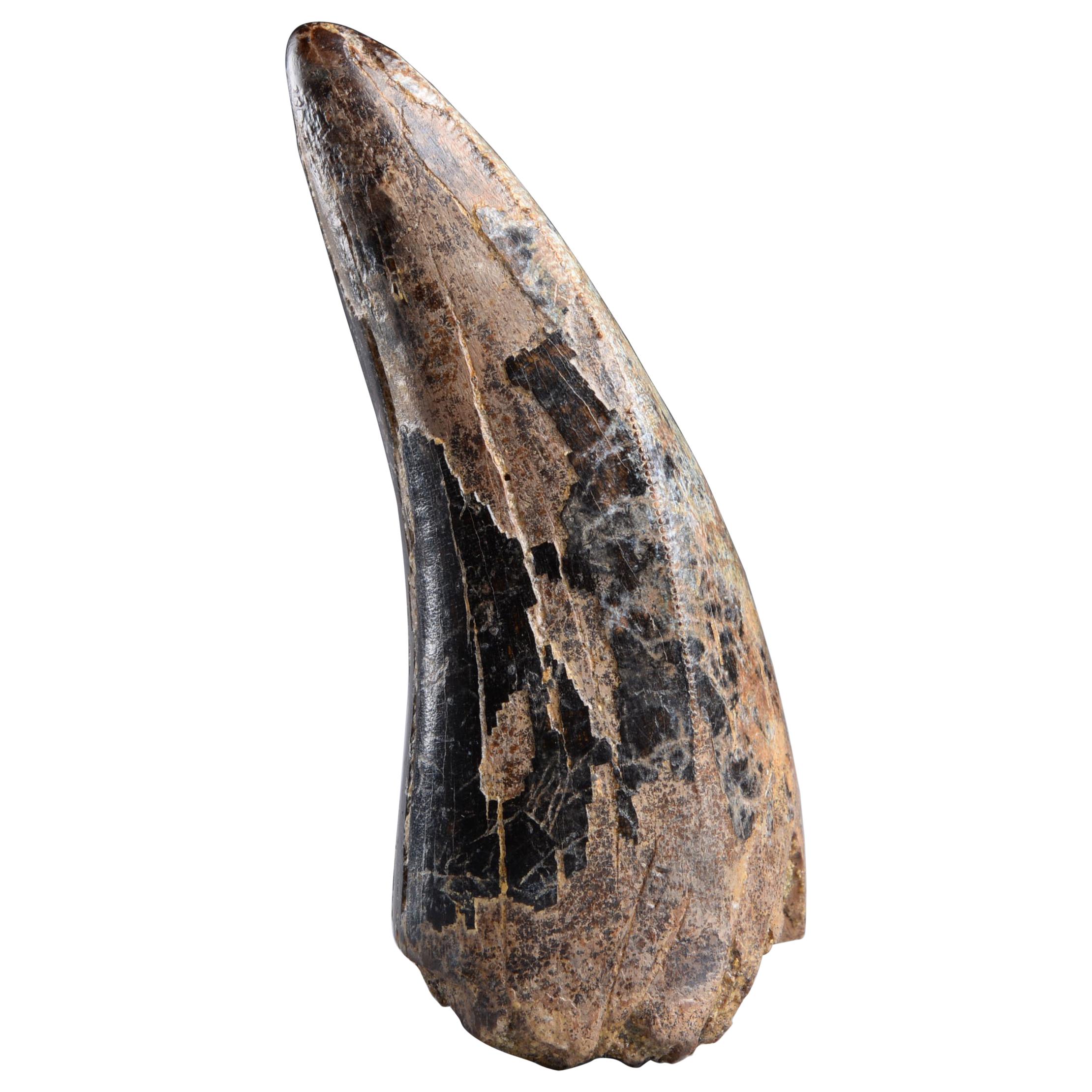 Adult T. Rex Tooth Fossil - Tyrannosaurus