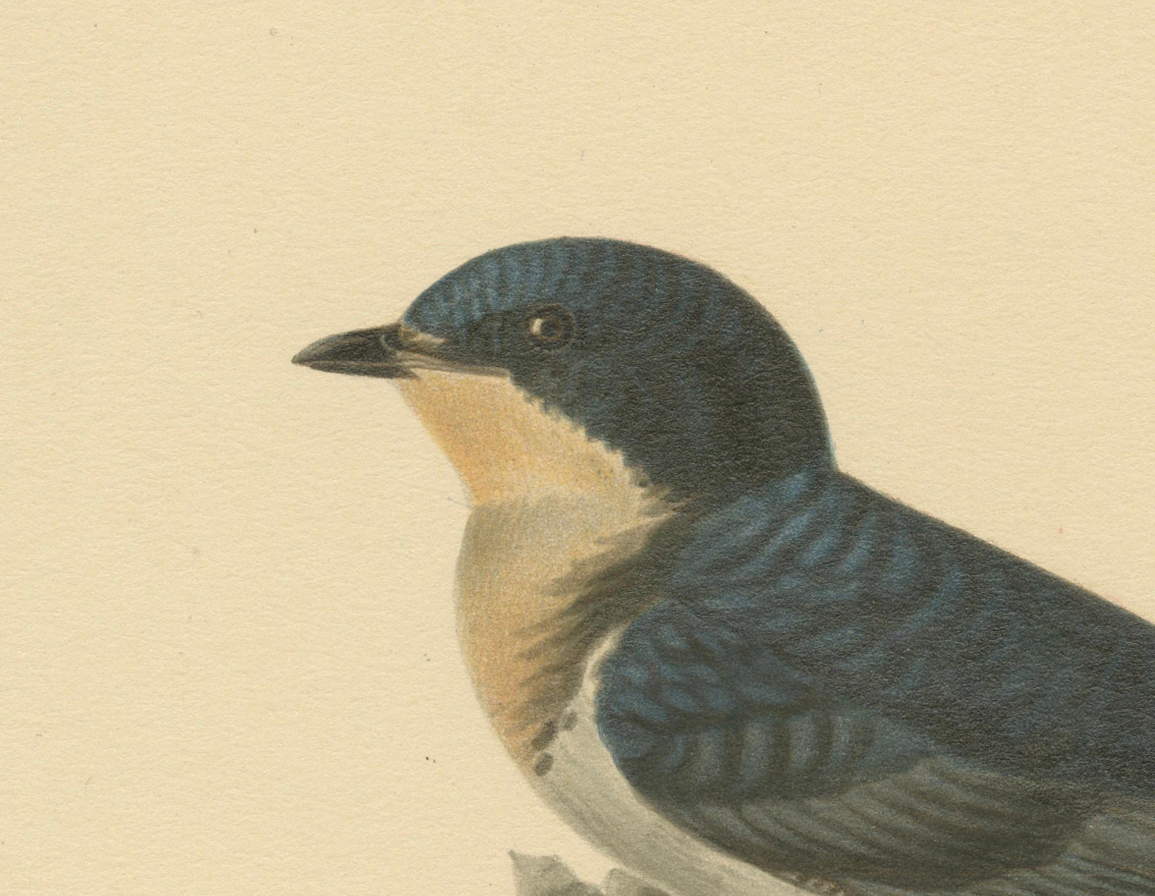 This print, titled 'Chelidon Rustica', showcases a Barn Swallow perched delicately on what appears to be a cattail or a similar type of stalk. The bird is depicted in a side view, which allows a full appreciation of its sleek profile, the elongated