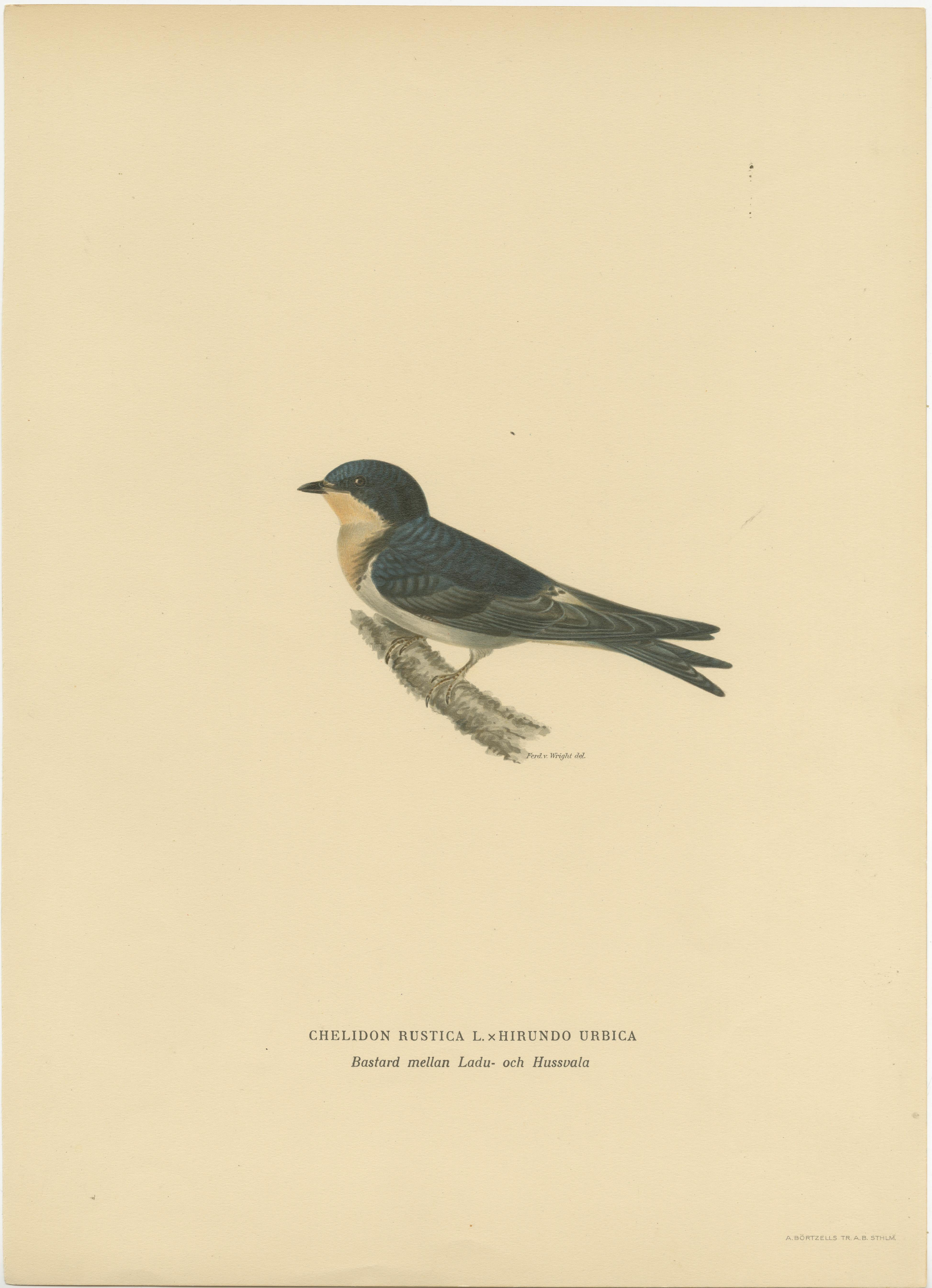 Aerial Grace: The Barn Swallow Bird Print by Magnus von Wright, 1927 In Good Condition For Sale In Langweer, NL