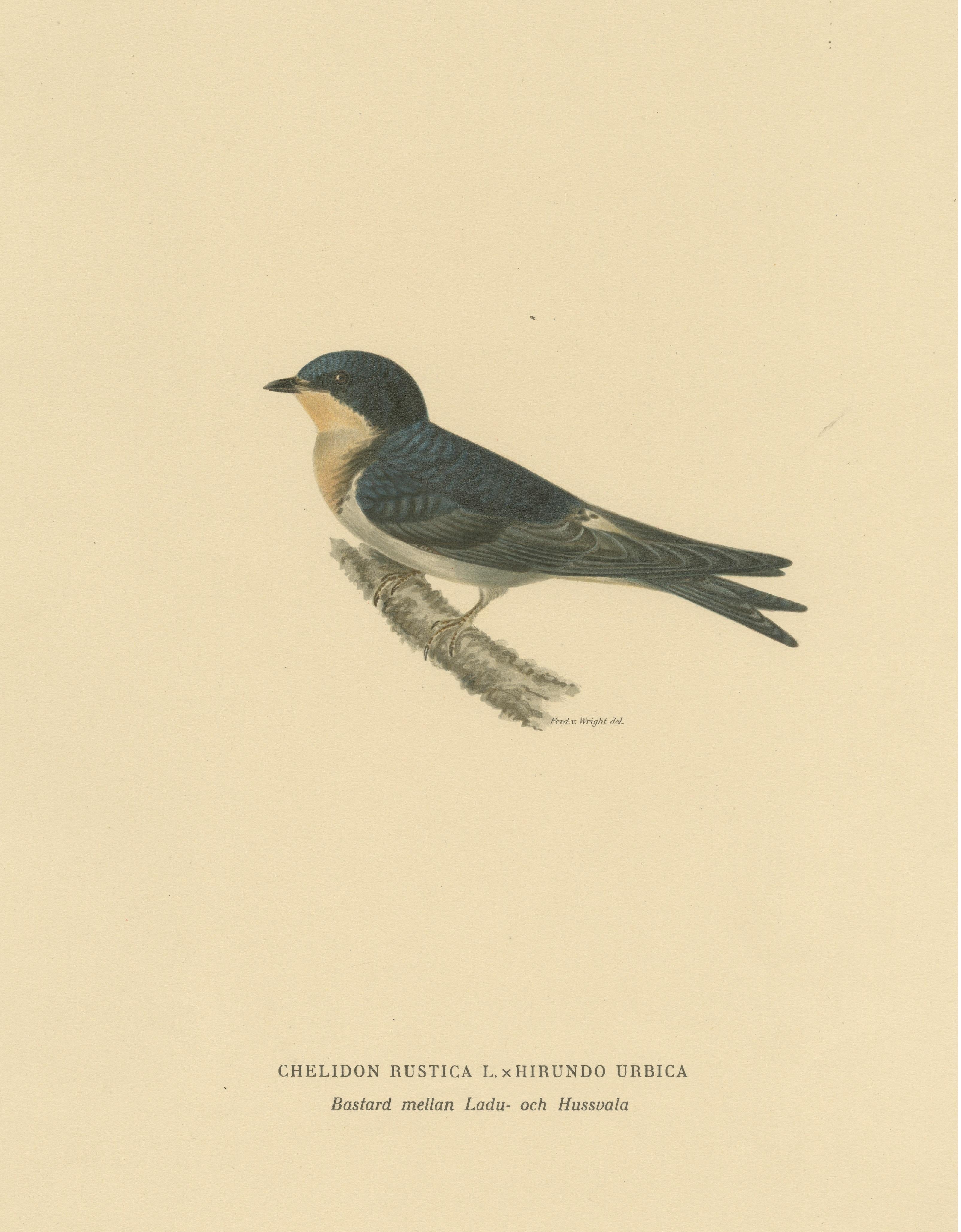 20th Century Aerial Grace: The Barn Swallow Bird Print by Magnus von Wright, 1927 For Sale