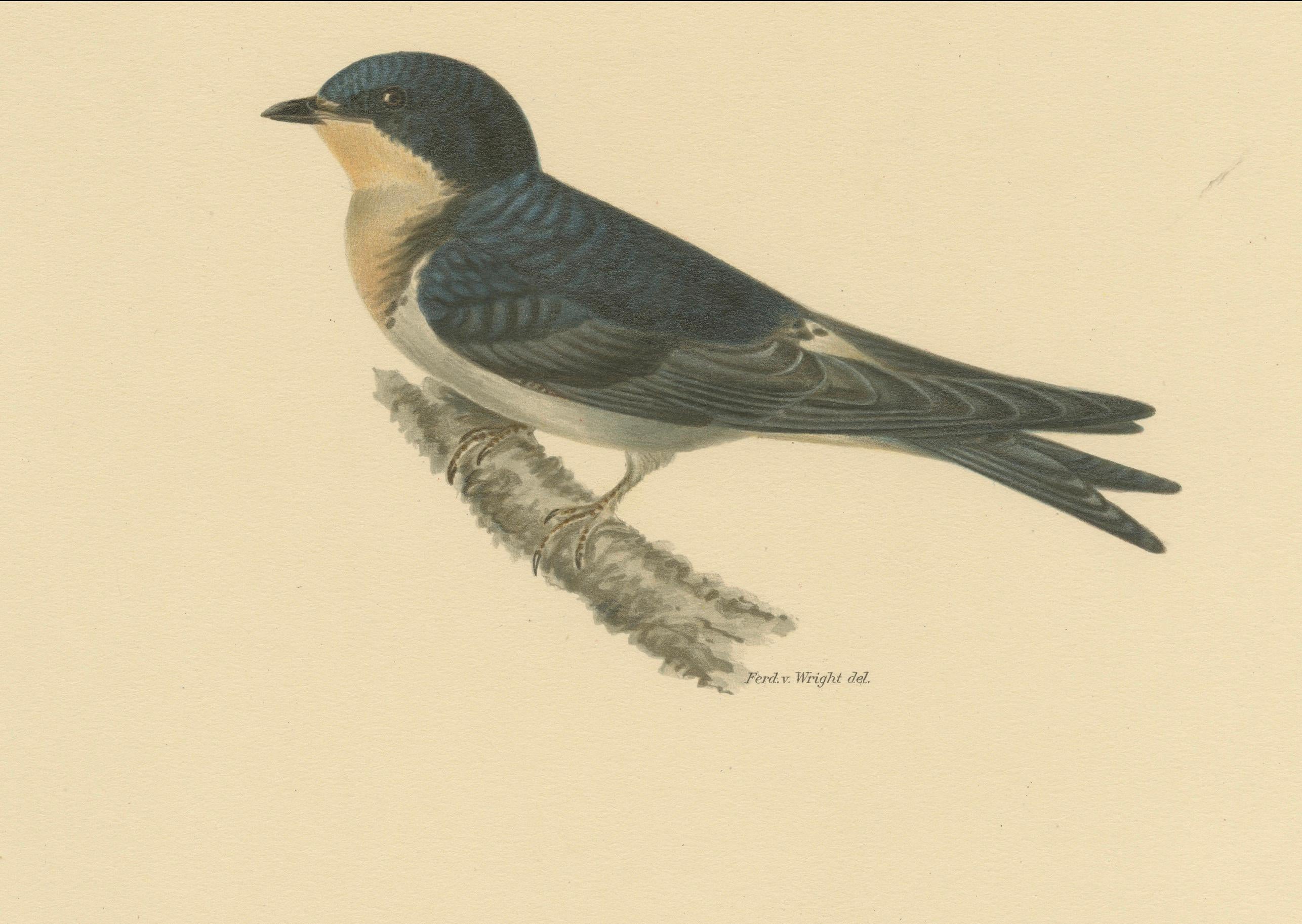 Paper Aerial Grace: The Barn Swallow Bird Print by Magnus von Wright, 1927 For Sale