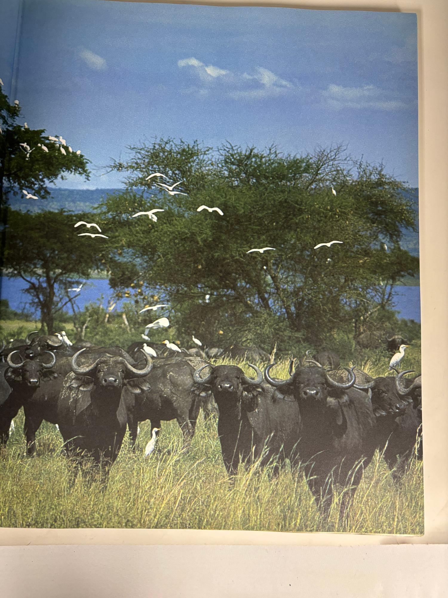 Africa Natural Spirit of the African Continent Oversized Hardcover Gill Davis For Sale 8