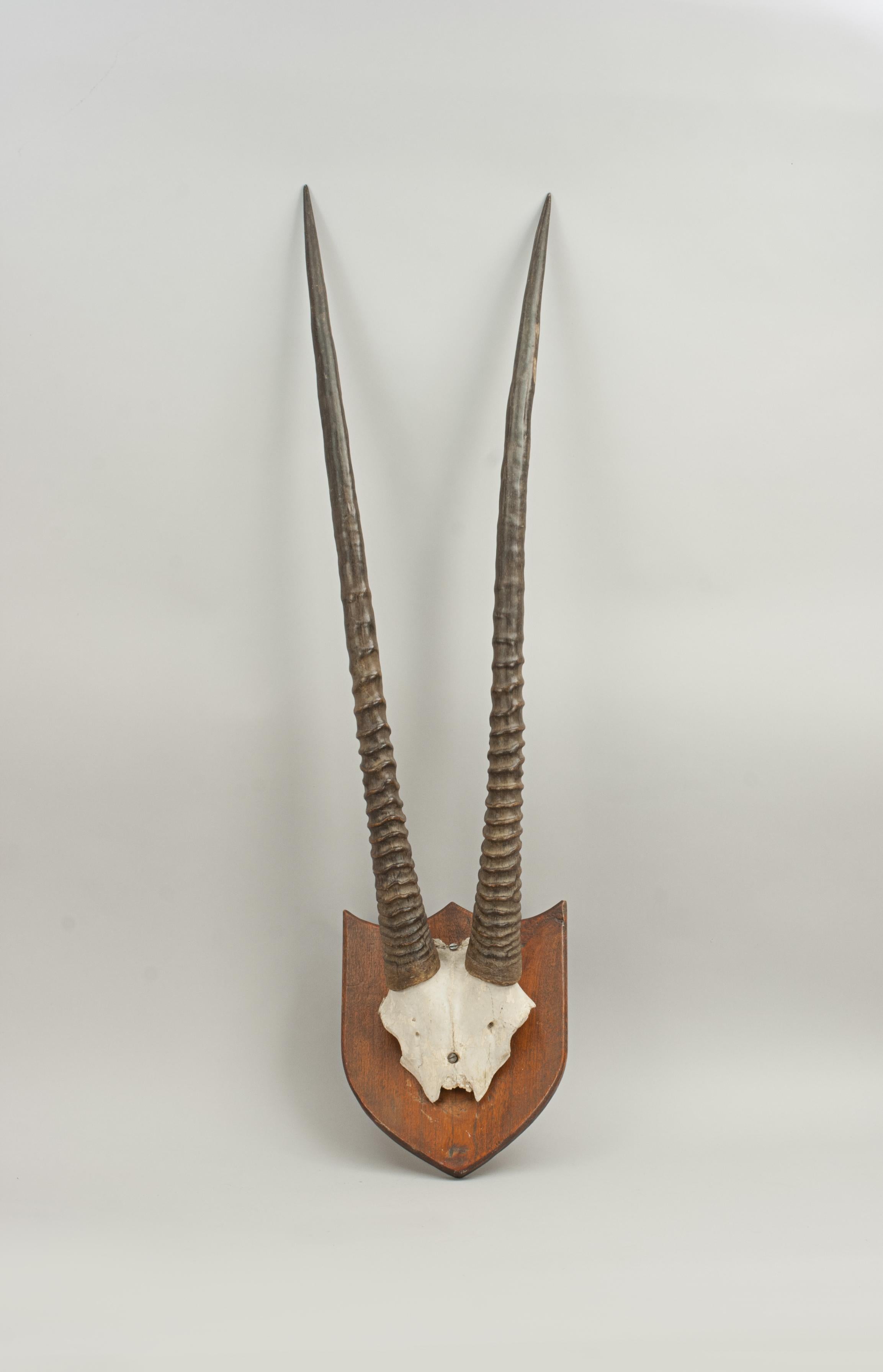 Beisa Oryx Horns.
A well prepared set of mounted Beisa Oryx horns with skull cap fixed to a shaped teak shield. Shield with paper sticker to rear 