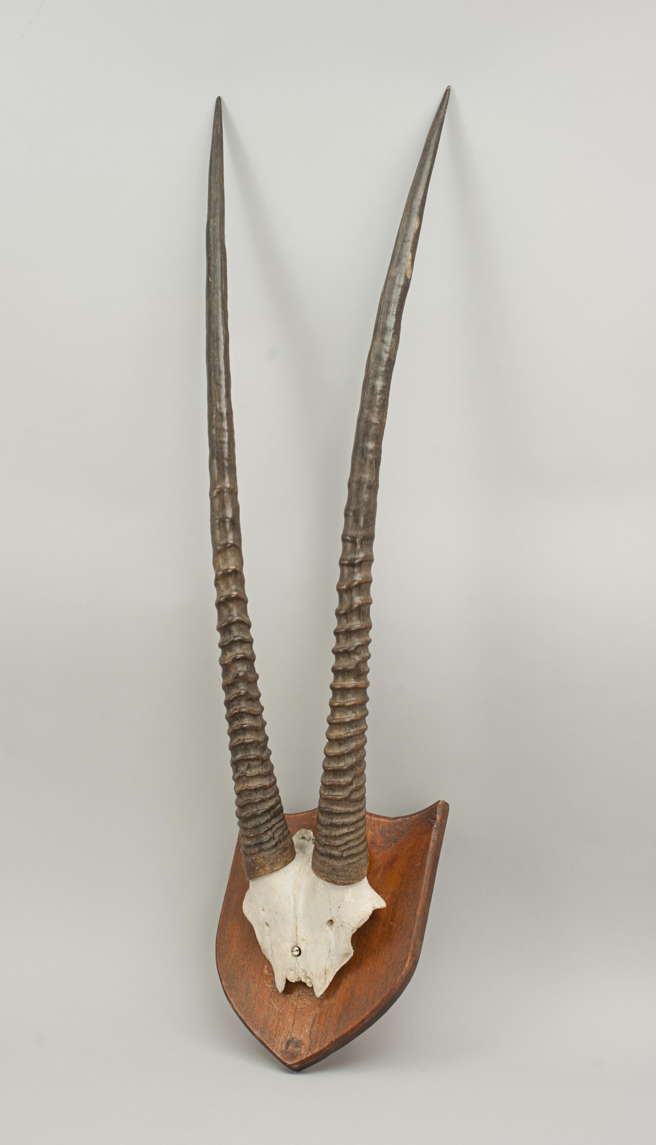 South African African Antelope Horns, Beisa Oryx