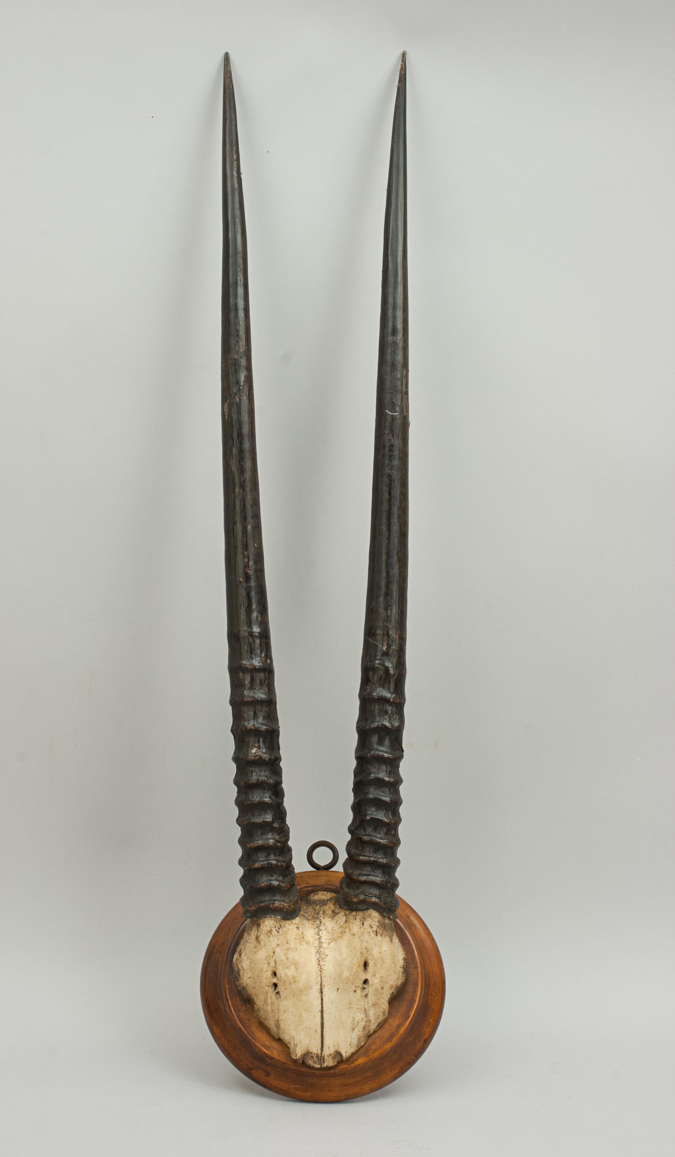 Antelope Orax horns.
A great looking pair of Gemsbok Oryx horns and skull plate, mounted onto a round wooden shield. The long straight rapier horns in very nice condition.

The African Oryx, or Gemsbok (Oryx Gazella), is a large Antelope that is