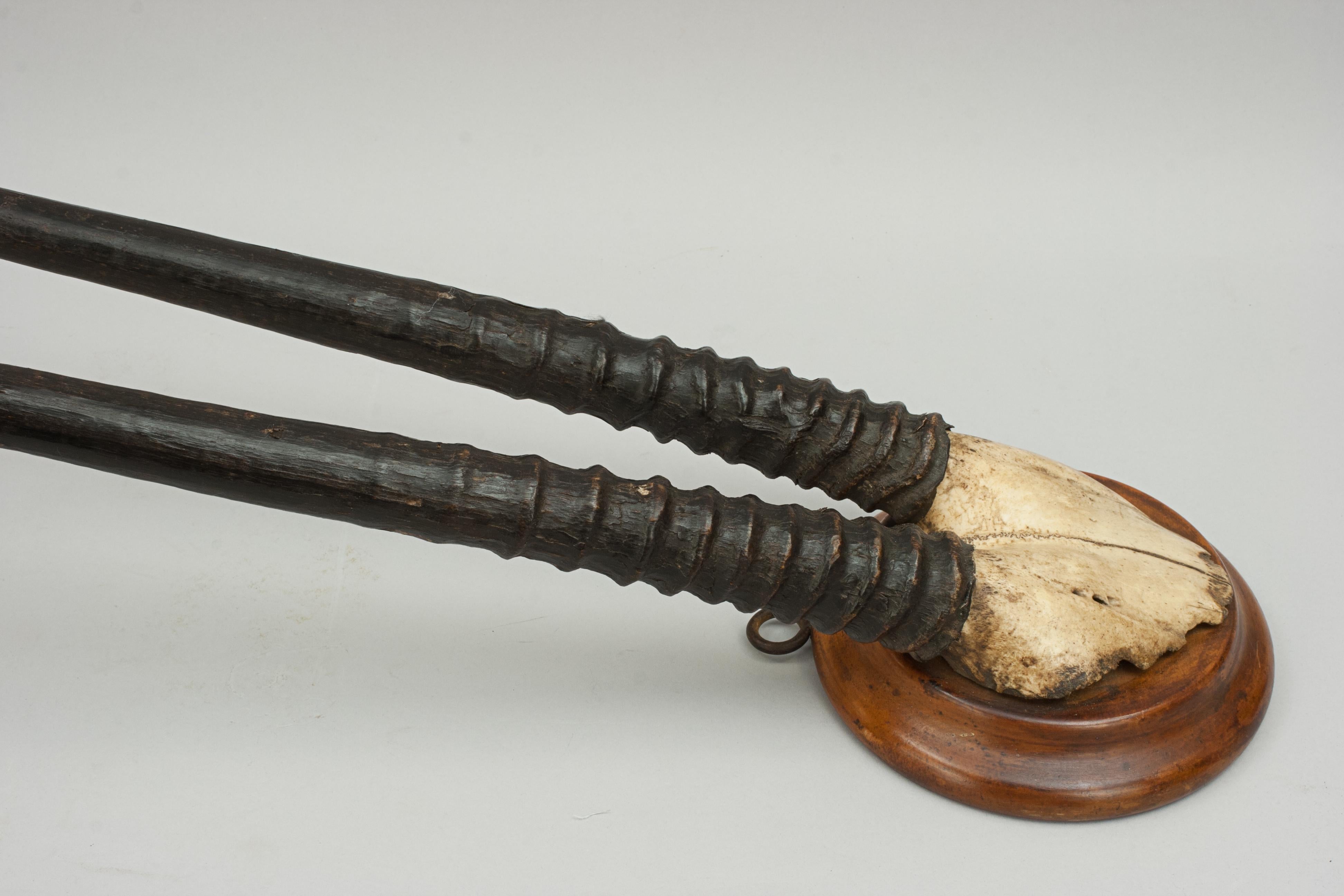Mid-20th Century African Antelope Horns Gemsbok Oryx