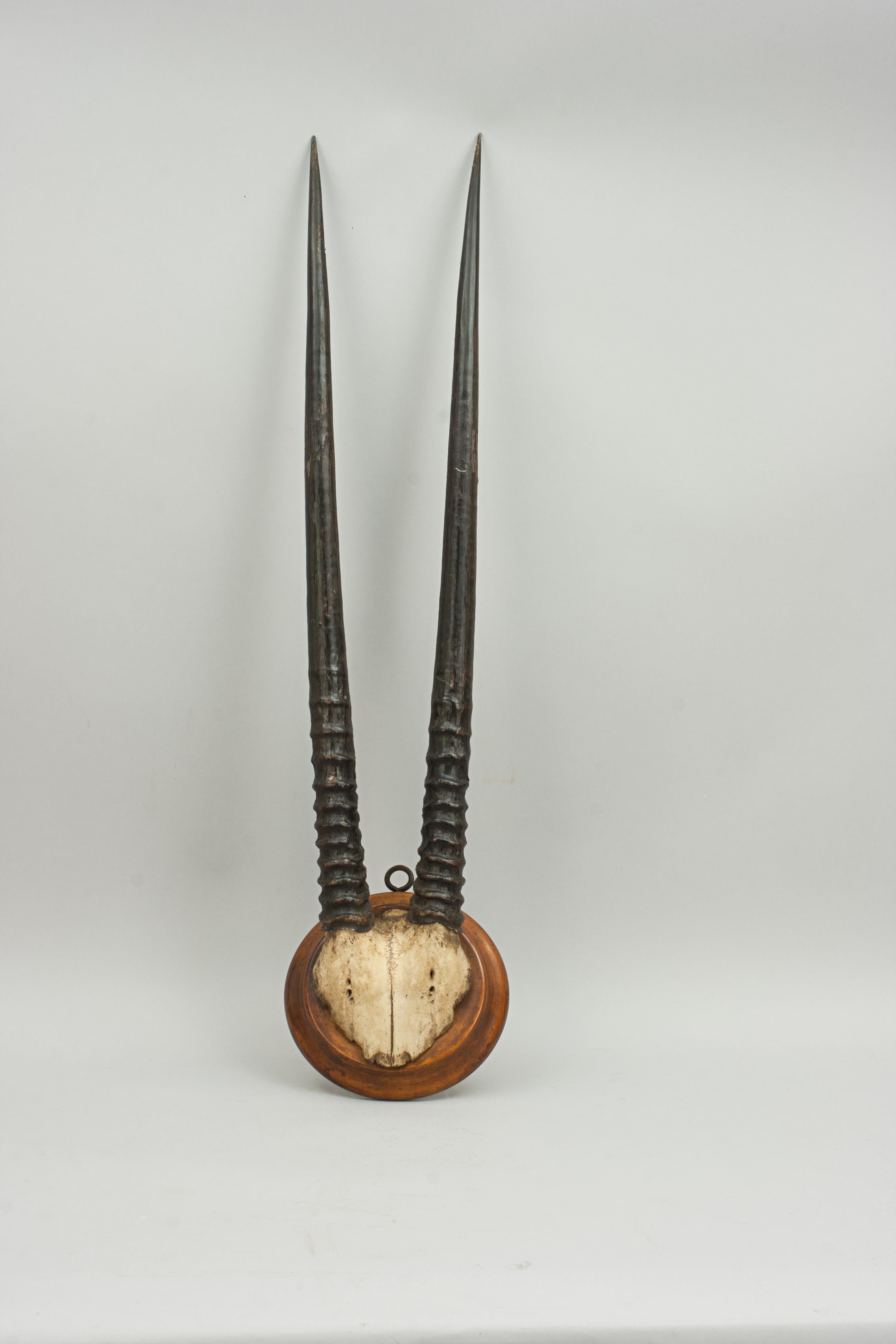 African Antelope Horns Gemsbok Oryx 3