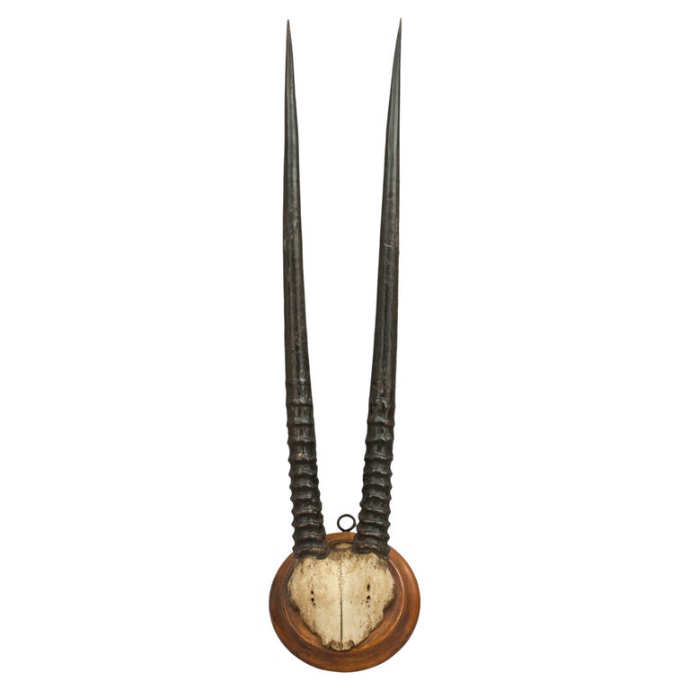 African Antelope Horns Gemsbok Oryx at 1stDibs