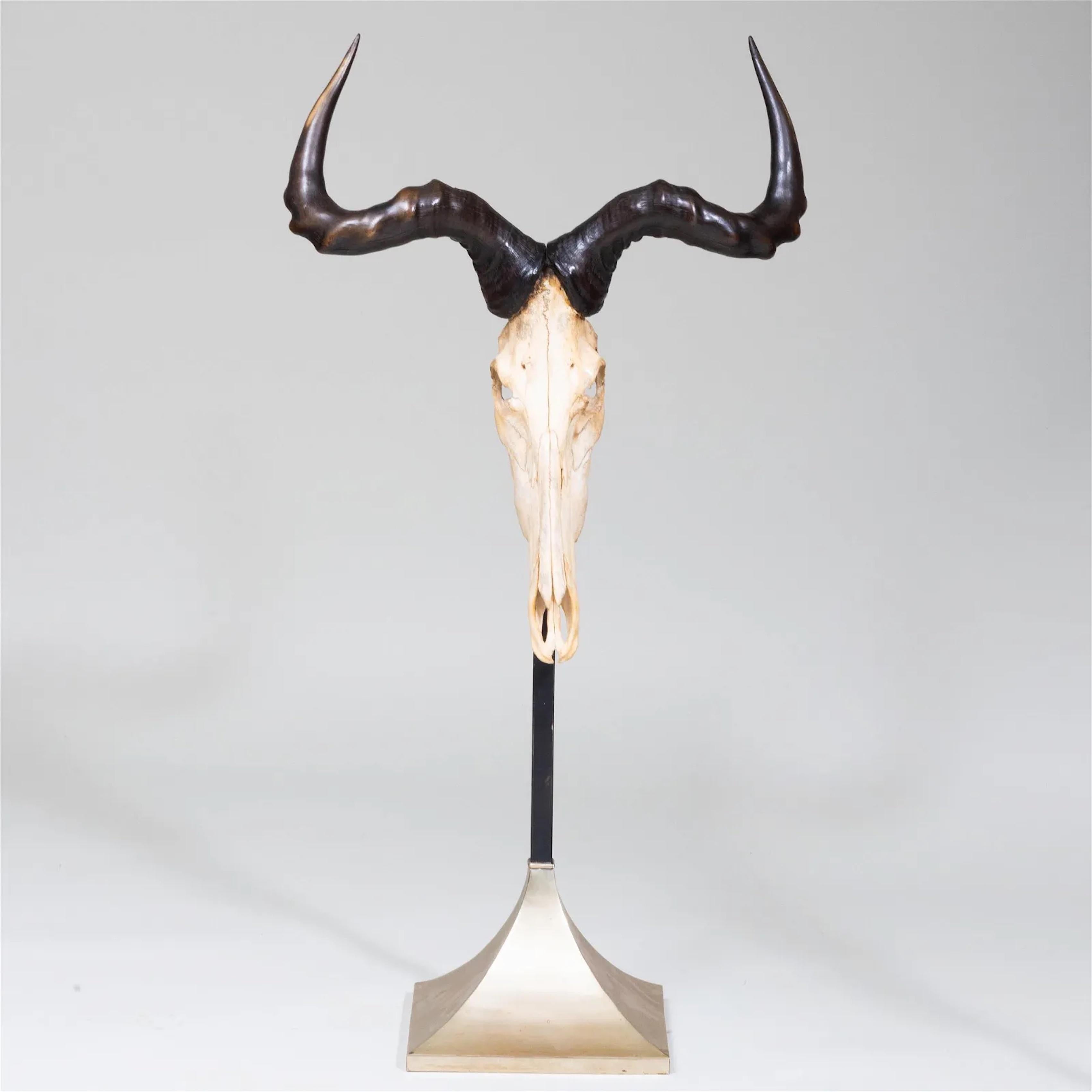 Trophée de chasse à l'antilope africaine monté sur un support en zinc.