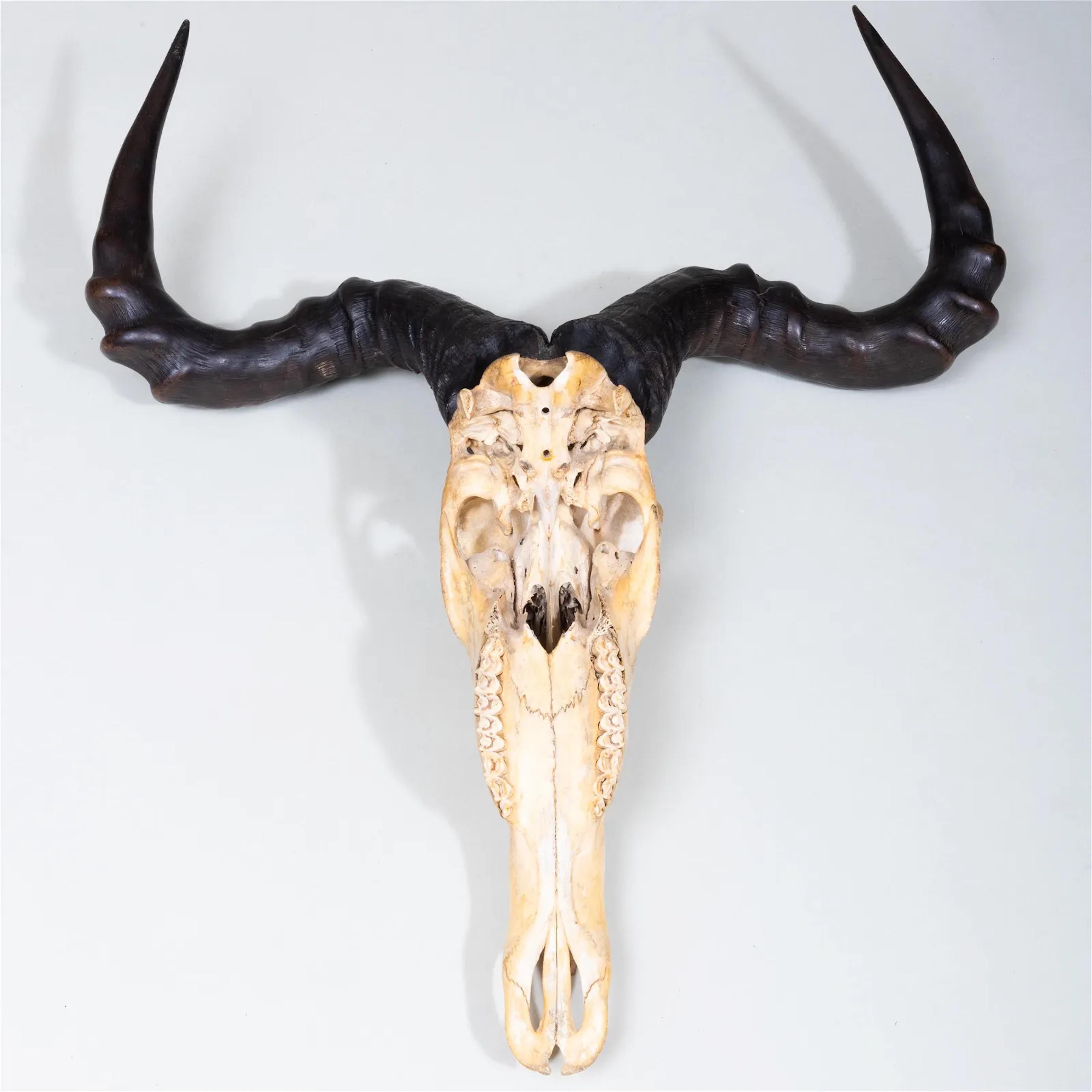 African Antelope Hunting Trophy Mounted on a Zinc Stand In Good Condition For Sale In Montreal, QC