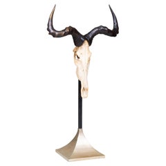 African Antelope Hunting Trophy Mounted on a Zinc Stand