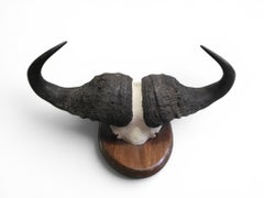 African Buffalo Trophy, Mozambique, 1960s