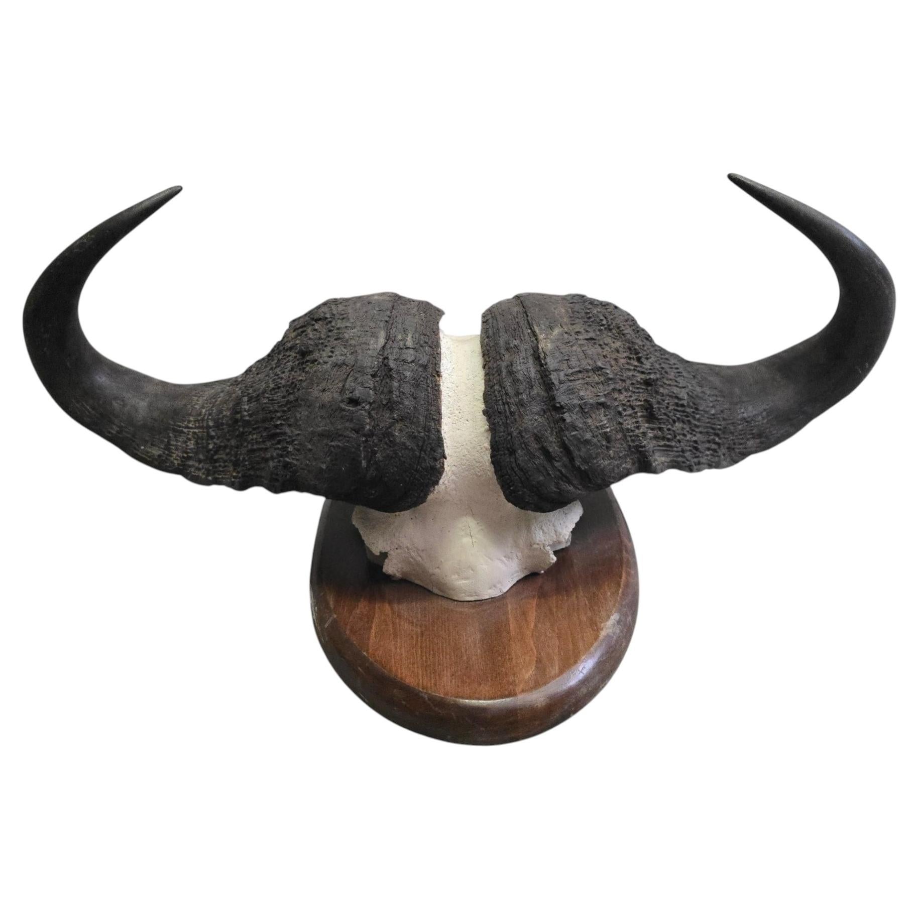Trophäe eines afrikanischen Büffels, Mosambik, 1960er Jahre im Angebot