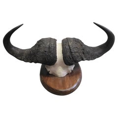 African Buffalo Trophy, Mozambique, 1960s
