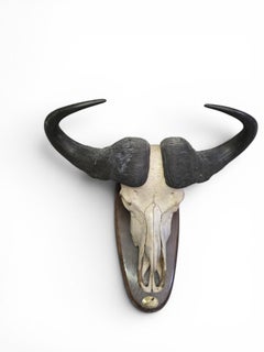 Afrikanischer Büffel-Trophäe mit originaler Identifikationsplakette, Mosambik, 1966