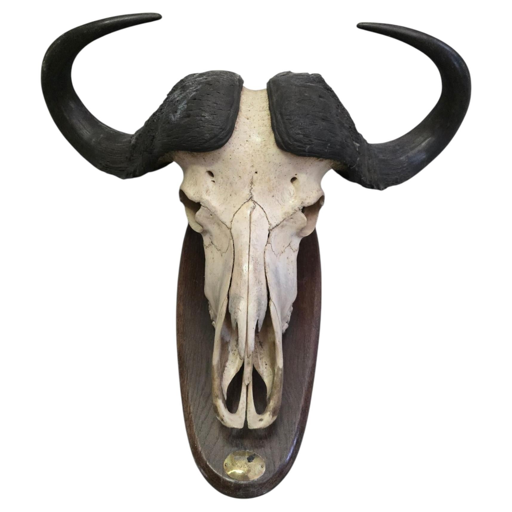 African Buffalo Trophy with Original Identification Plaque, Mozambique, 1966 For Sale