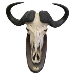 Afrikanischer Büffel-Trophäe mit originaler Identifikationsplakette, Mosambik, 1966