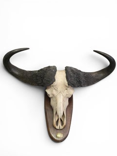 African Buffalo Trophy with Original Identification Plaque, Mozambique, 1967