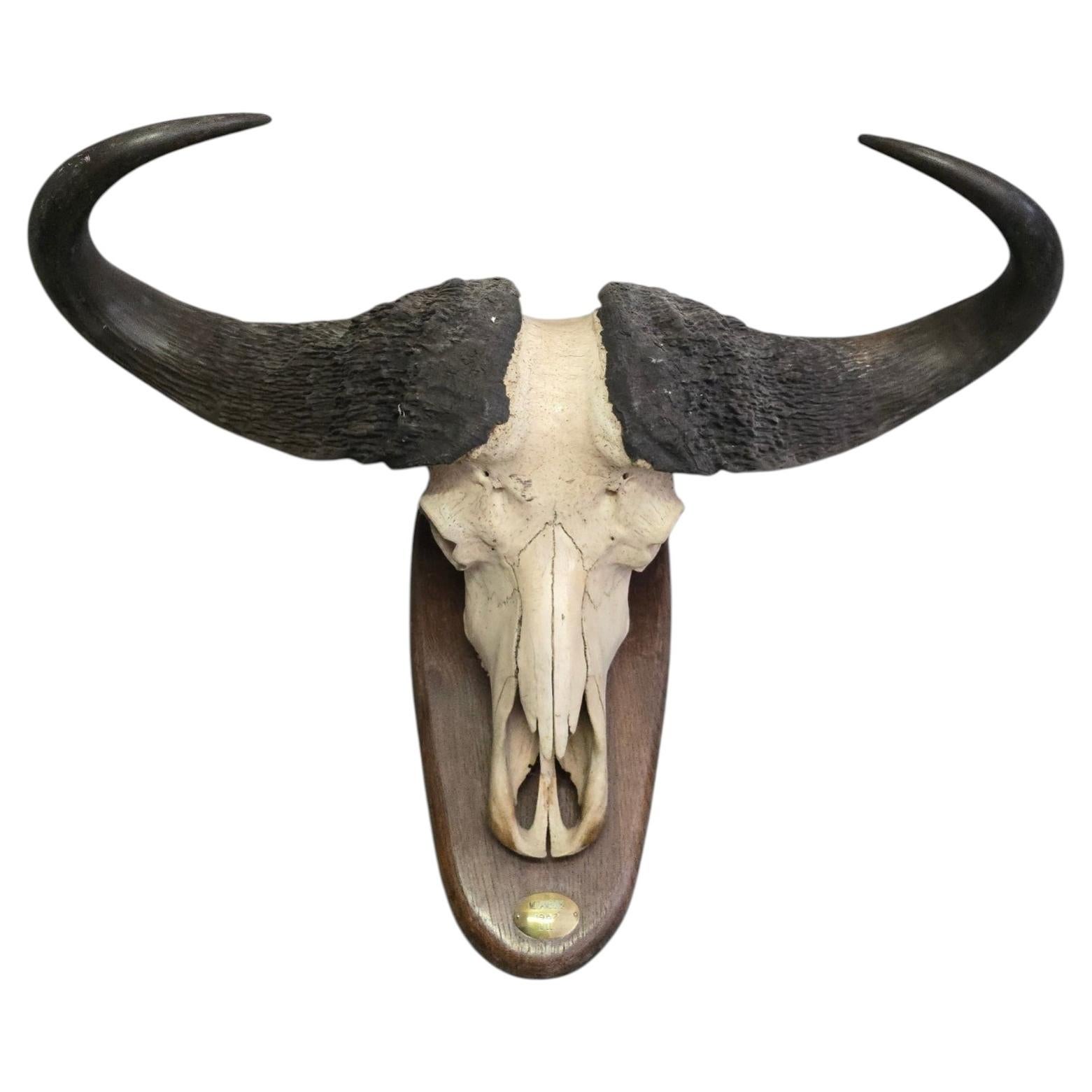 Trofeo de búfalo africano con placa de identificación original, Mozambique, 1967 en venta