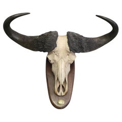 African Buffalo Trophy with Original Identification Plaque, Mozambique, 1967