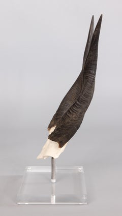 African Buschbuck Antelope Horns on Lucite Stand