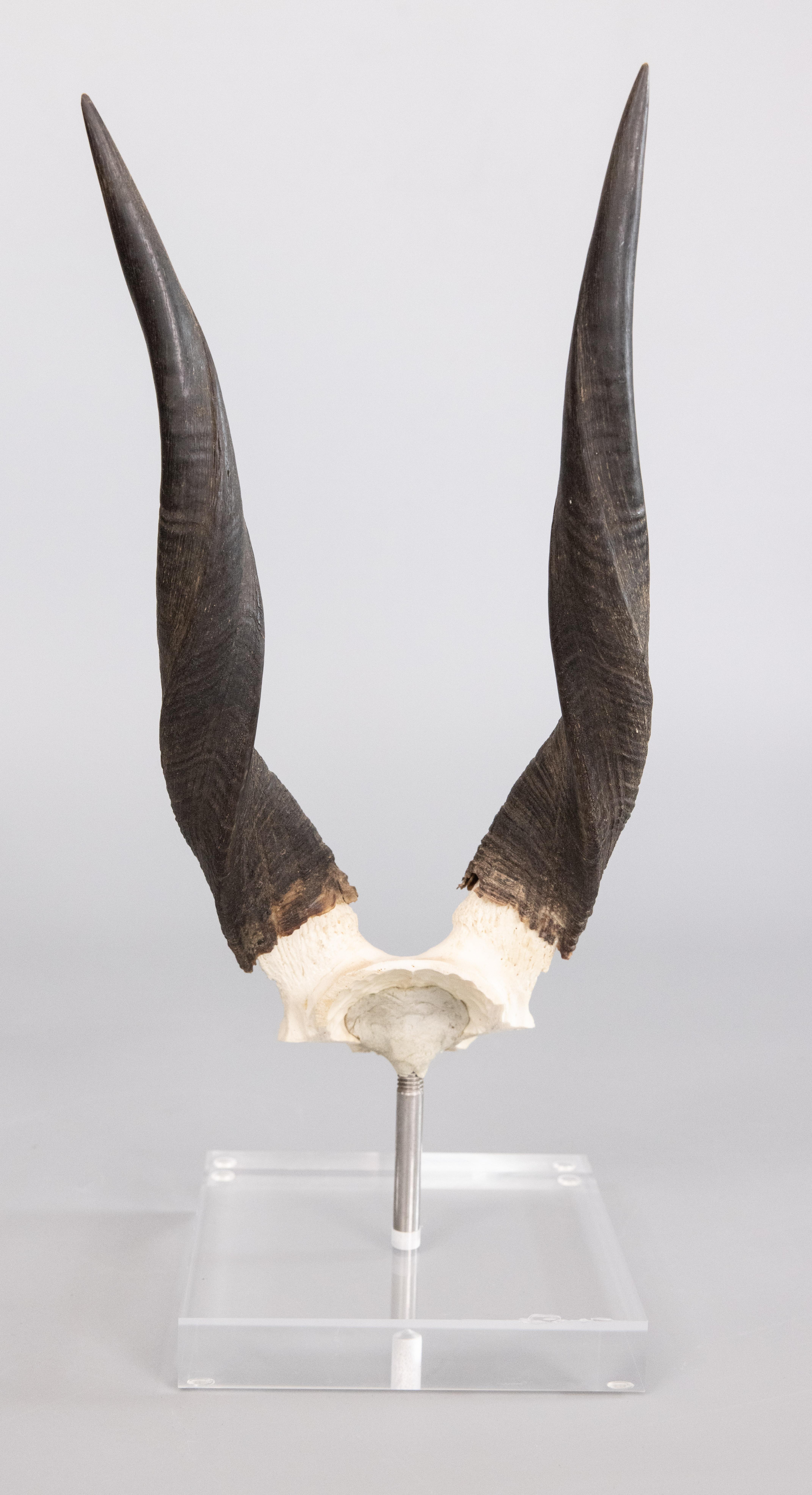 South African African Buschbuck Antelope Horns on Lucite Stand For Sale