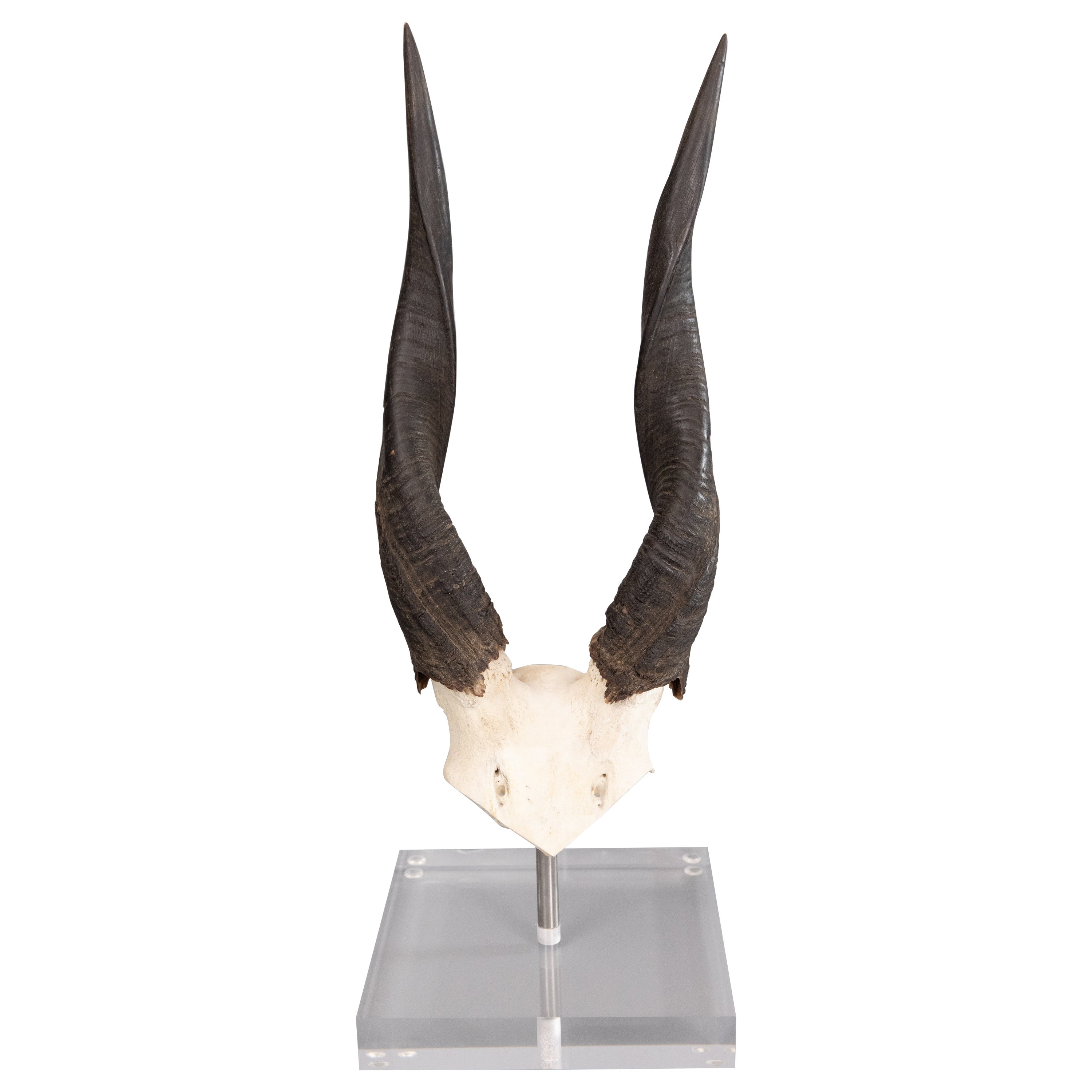 Afrikanische Buschbuck Antelope Horne auf Lucite-Ständer