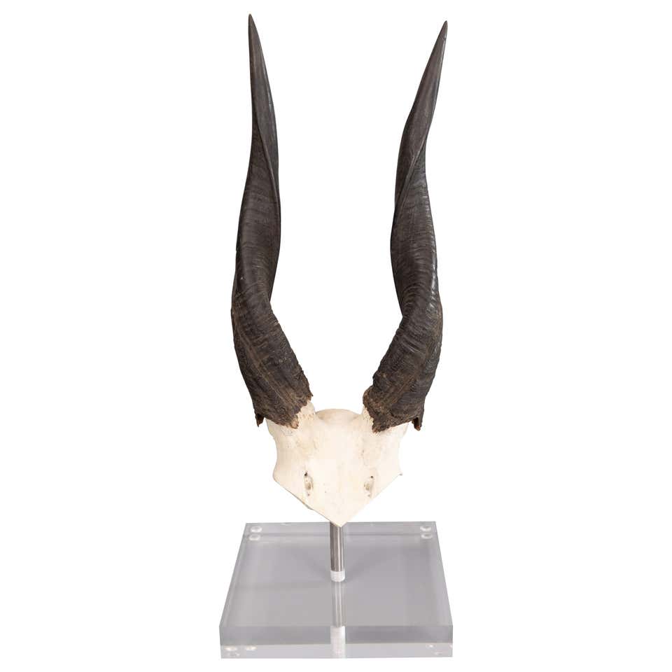 The colours on a gemsbok are unmatched! #naturesbeauty #gemsbok #oryx #oriontaxidermy The colours on a gemsbok are unmatched! #naturesbeauty #gemsbok #oryx #oriontaxidermy