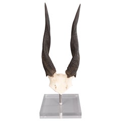 Corna di antilope africana Buschbuck su supporto in lucite