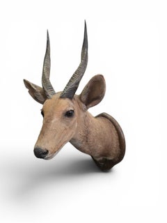 African Bushbuck Shoulder Mount Trophy