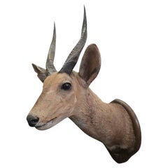 African Bushbuck Shoulder Mount Trophy